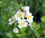 多花野薔薇 單瓣花