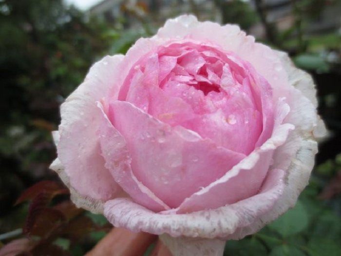 伊芙奧爾加蒂諾 粉色杯狀花