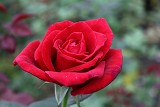 甜蜜 紅色劍瓣高心花