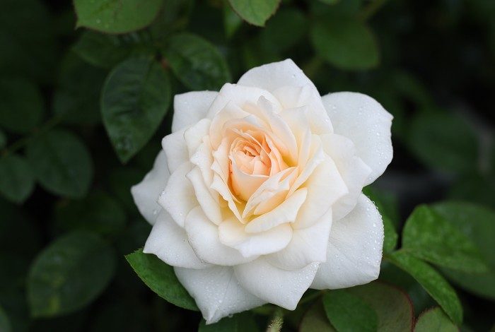 帕蒂妲 白色重瓣花