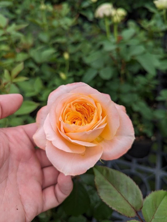 想像力 複色杯狀花