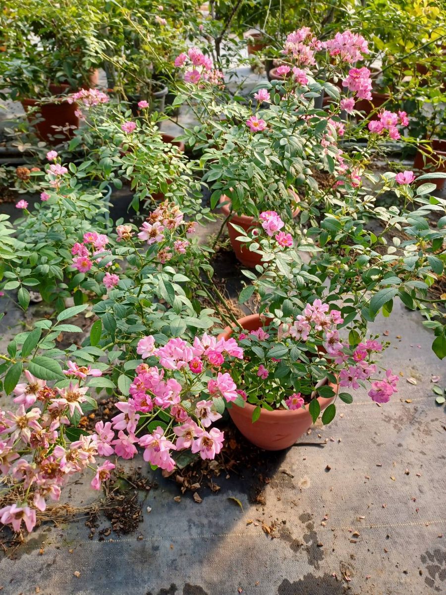 莫札特 粉色單瓣花