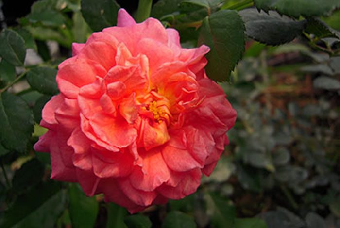 克里斯多福 複色重瓣花