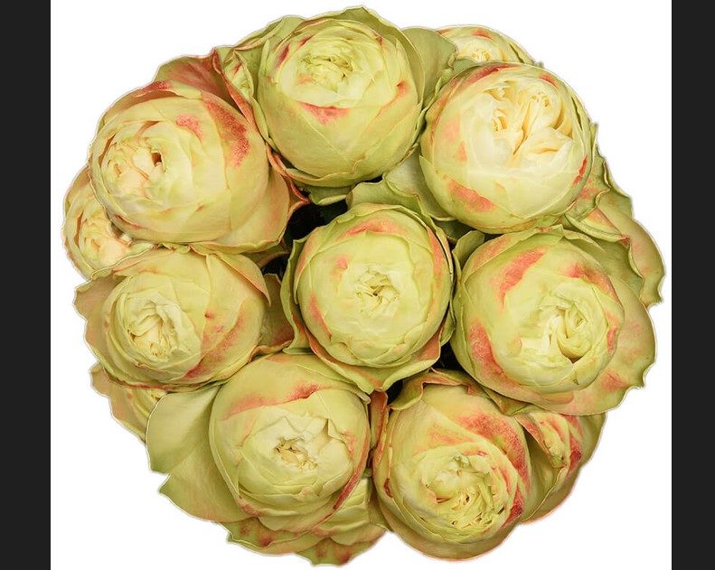 奇拉BB Khela BB 大花月季 杯狀花 中輪勤開