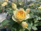 瑜珈潮流 黃色多頭花