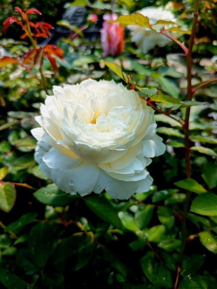 永恆之雪 杯狀花
