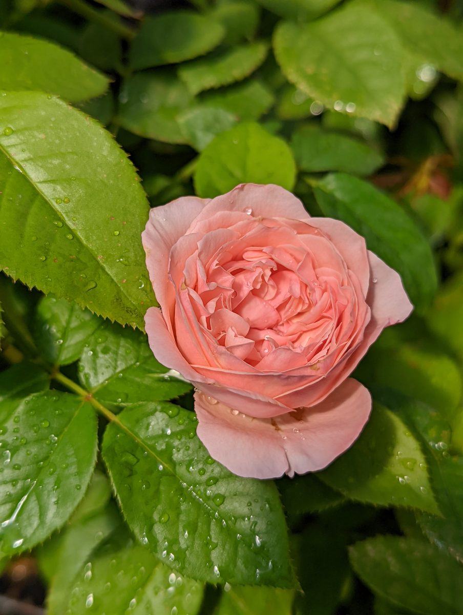 浪漫安潔 複色杯狀花
