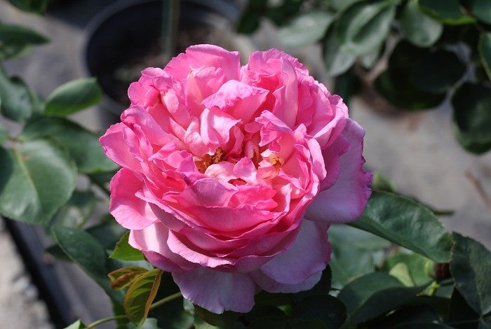 伊芙5號 イヴ No.5 大花月季 粉色 杯狀花 勤開 中香 品種編號 HP247
