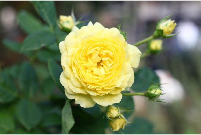 浪漫貝爾 黃色多頭花