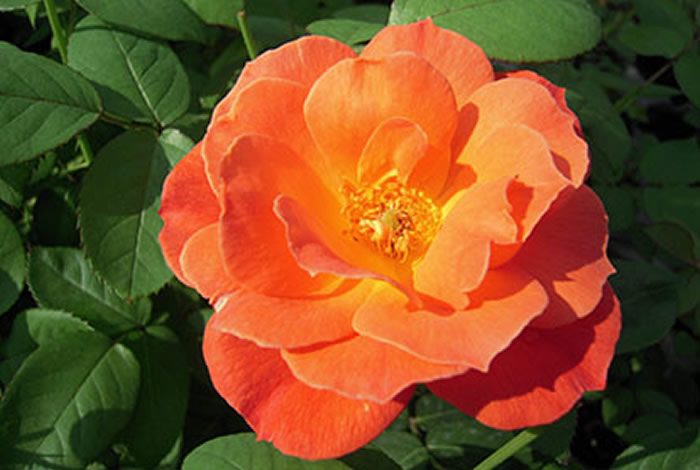 悠閒生活 橘杏色杯狀重瓣花