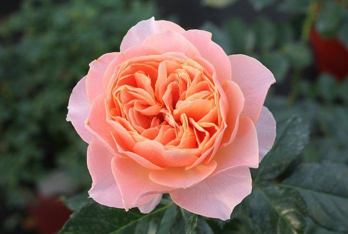 杏色陽台 複色杯狀花