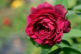 冒險家 紅色多頭花