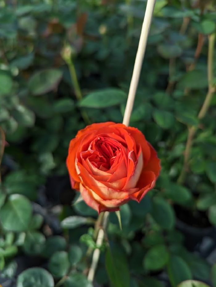 阿蘭特莎 橘杏色杯狀花