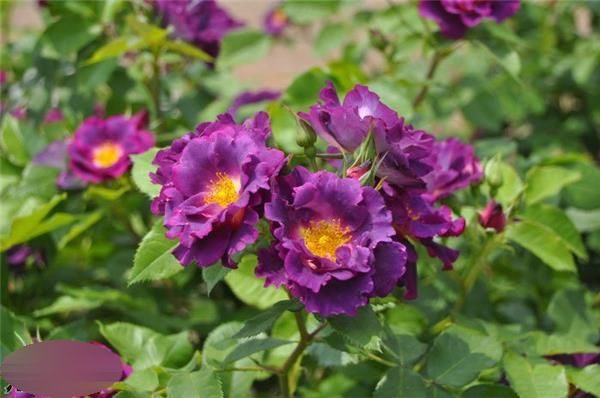 盧森堡西比拉公主 紫藍色單瓣花
