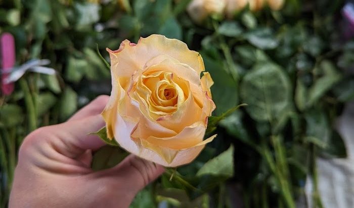 好奇心 橘杏色杯狀花