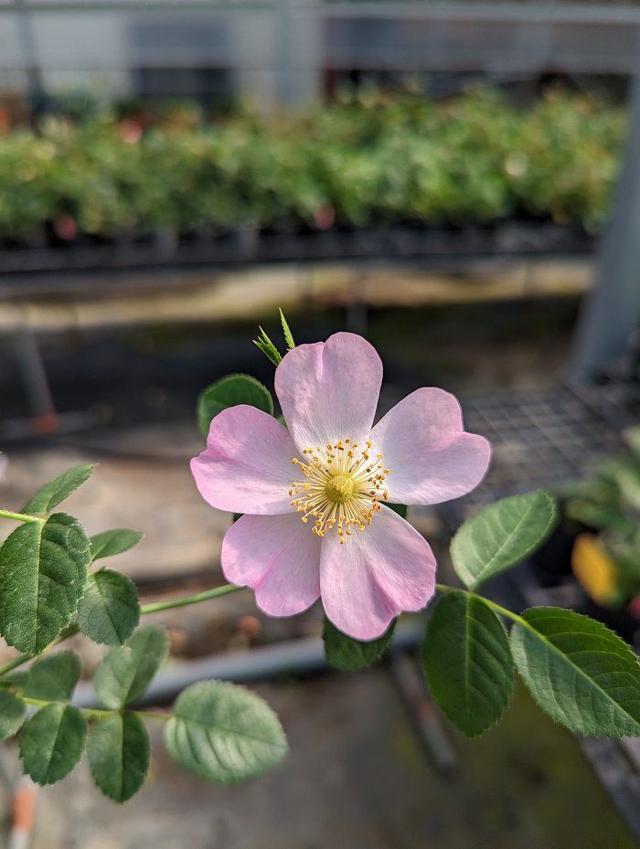 蜜香薔薇 粉色單瓣花