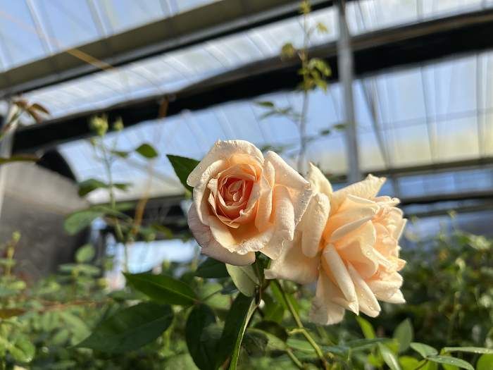 安娜奧列弗 杏粉色重瓣花