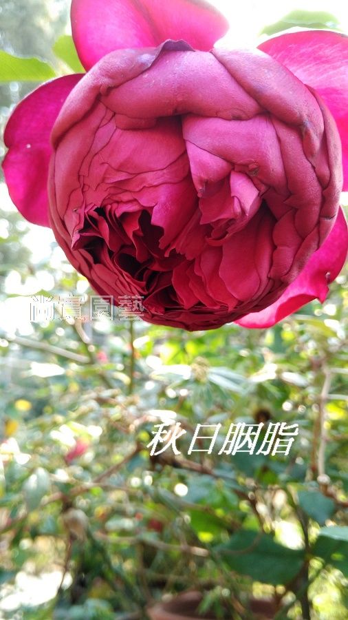 秋日胭脂 紅色杯狀重瓣花