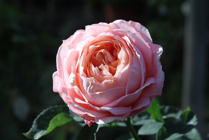 甜蜜回音 複色多頭花