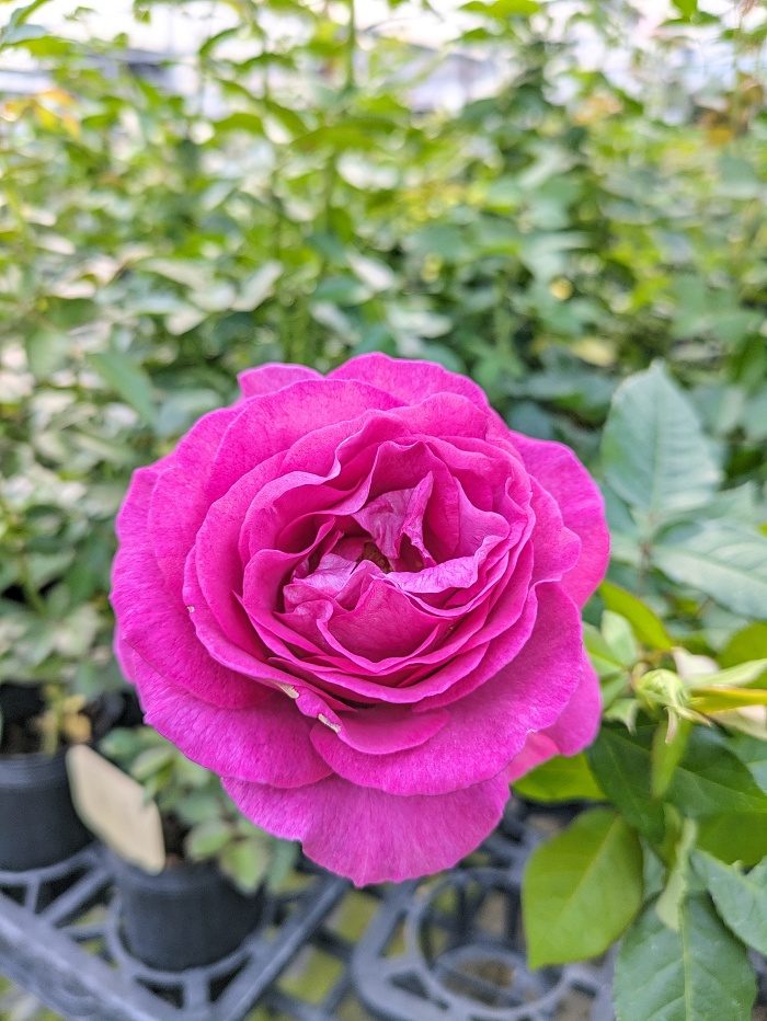 愛的氣息 杏粉色杯狀花