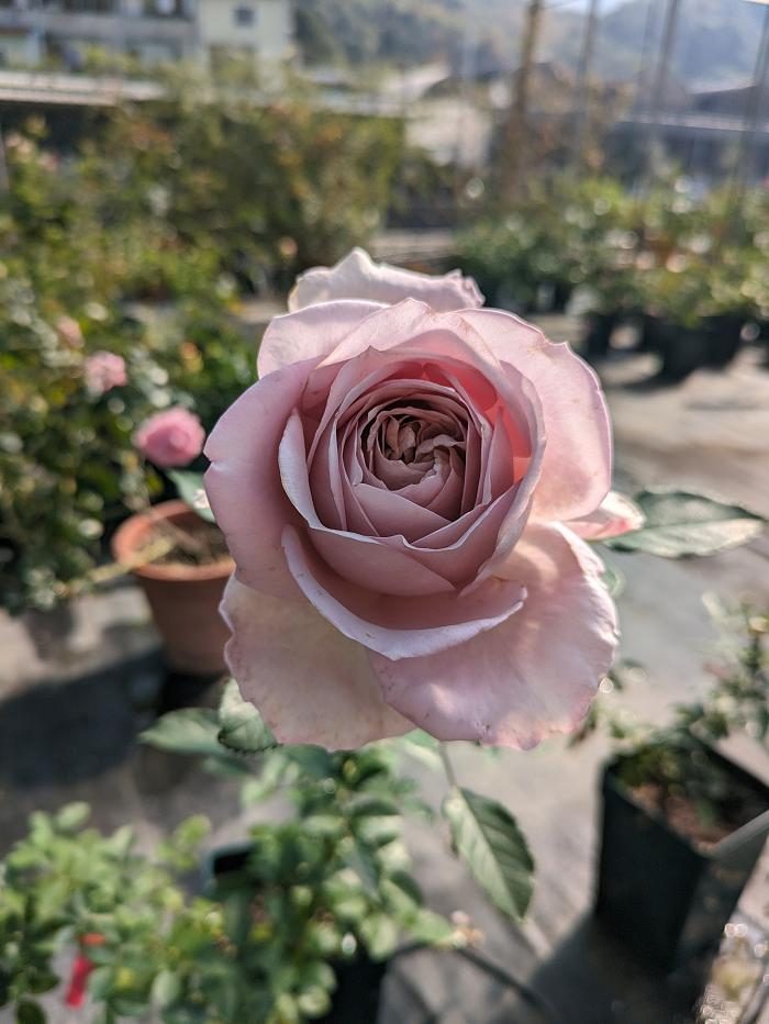 回憶錄 複色杯狀花