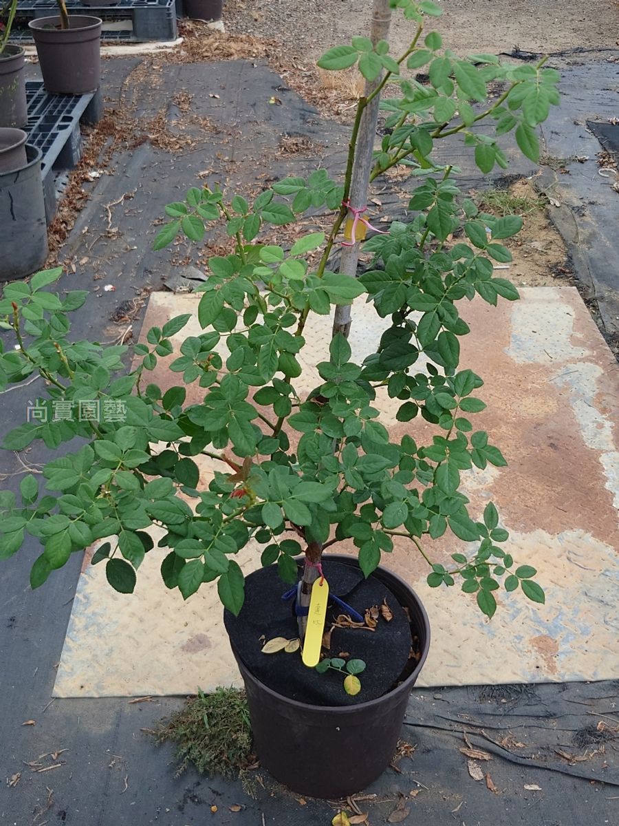 亞伯拉罕達比 複色杯狀重瓣多頭花