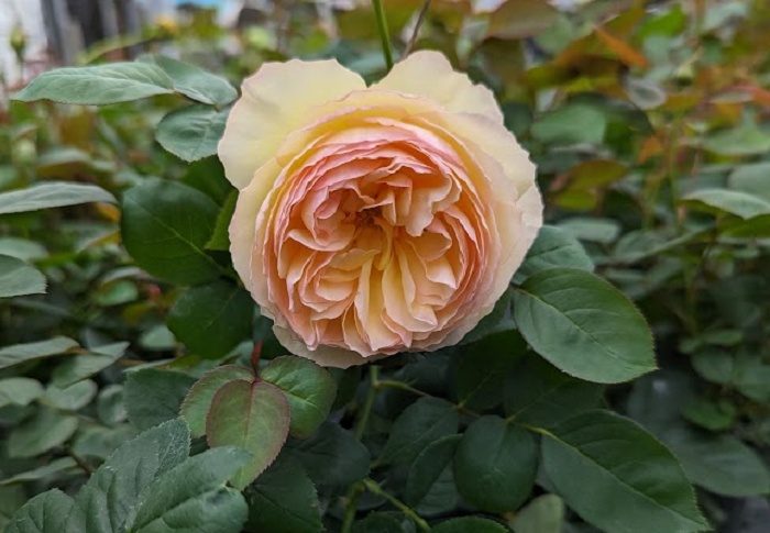 蜉蝣 複色杯狀花