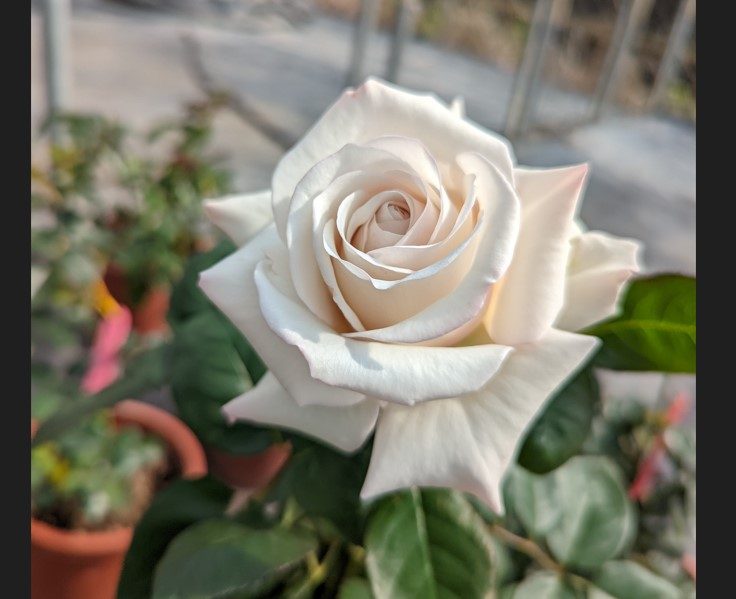 絲路 紫藍色杯狀花