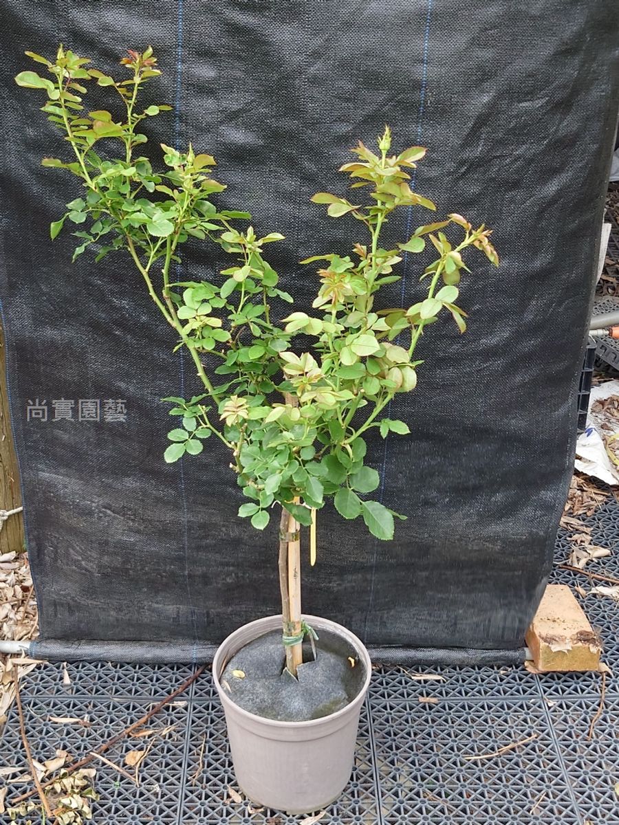 浪漫寶貝 複色杯狀重瓣多頭花