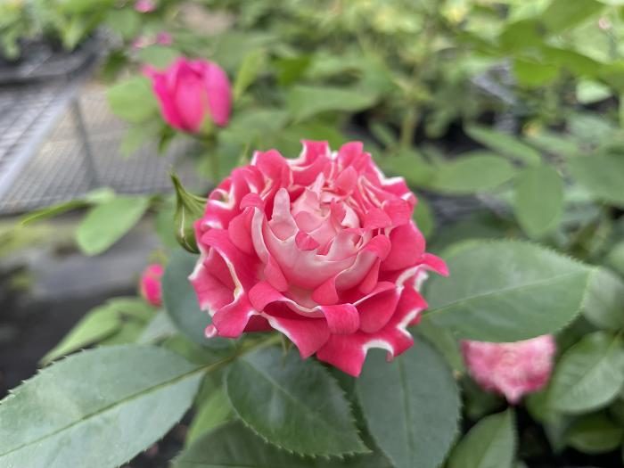願望 杏粉色多頭花