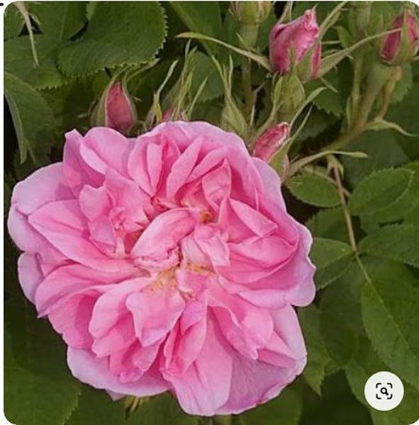 平陰玫瑰 粉色多頭花