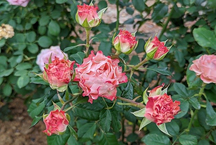 漣漪 紅色