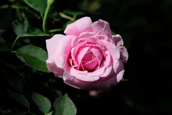 主教城堡 粉色多頭花