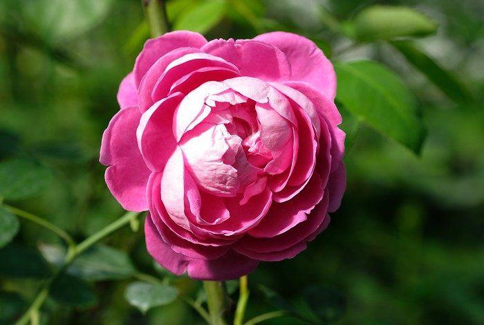 保羅內龍 複色杯狀重瓣花