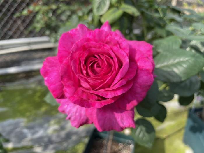 伊芙帕爾瑪修道院 杏粉色杯狀花