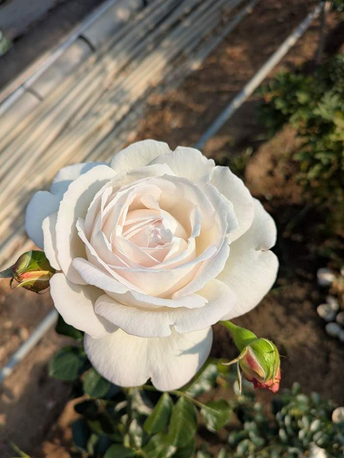 帕芙諾娃 白色杯狀花