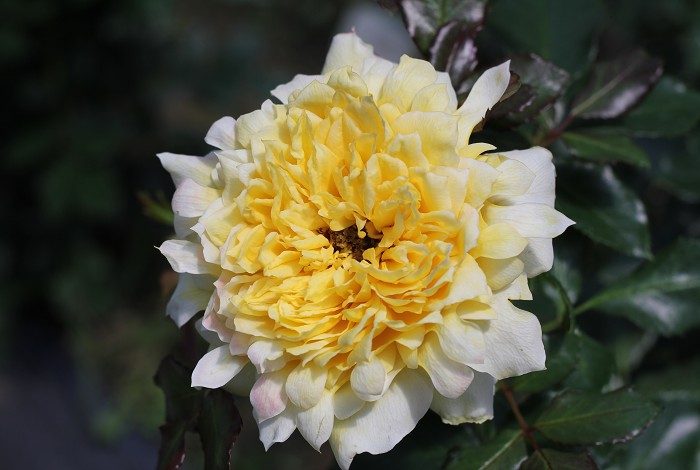 煙花波浪 複色重瓣多頭花