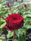 拉維特 紅色多頭花