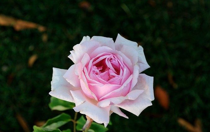 Nancy Lee 古典玫瑰 粉色 杯狀花 中輪耐熱勤開 中香 品種編號 OP5