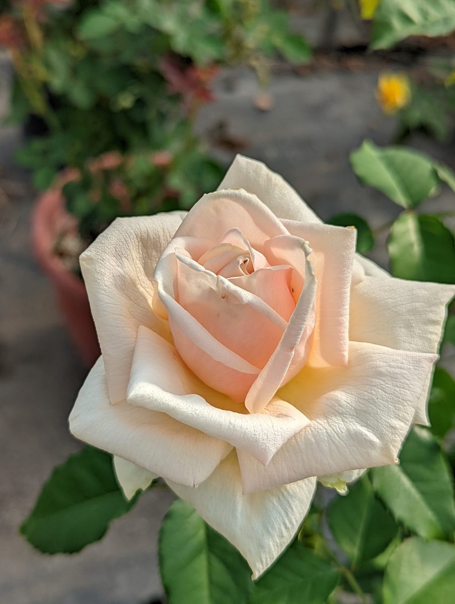 鑽石裘比利 黃色重瓣花