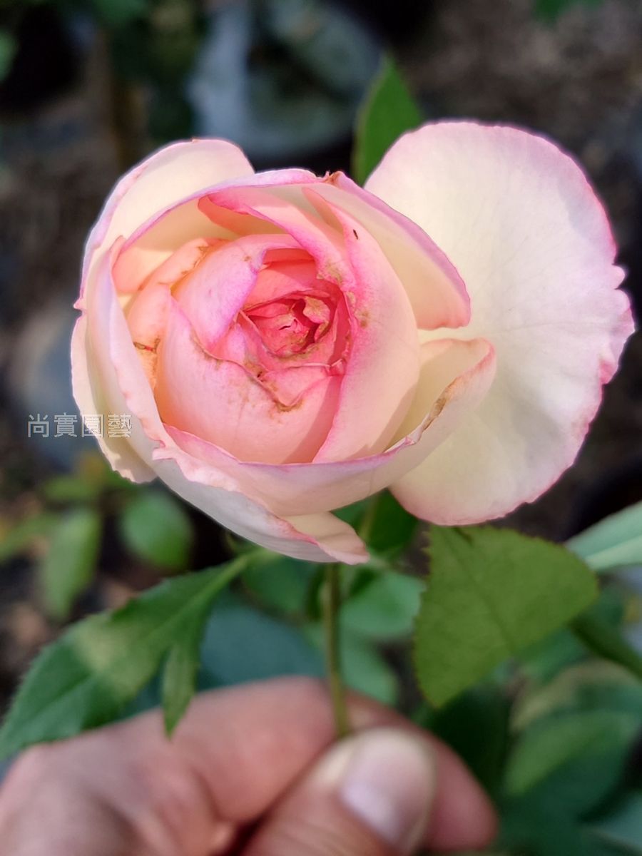 龍沙寶石 複色重瓣花