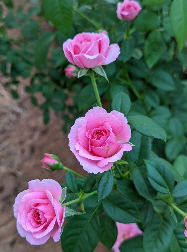 茱莉亞塔公主 粉色杯狀花