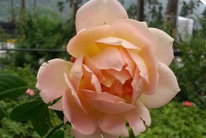 夏洛特夫人 杏粉色杯狀花