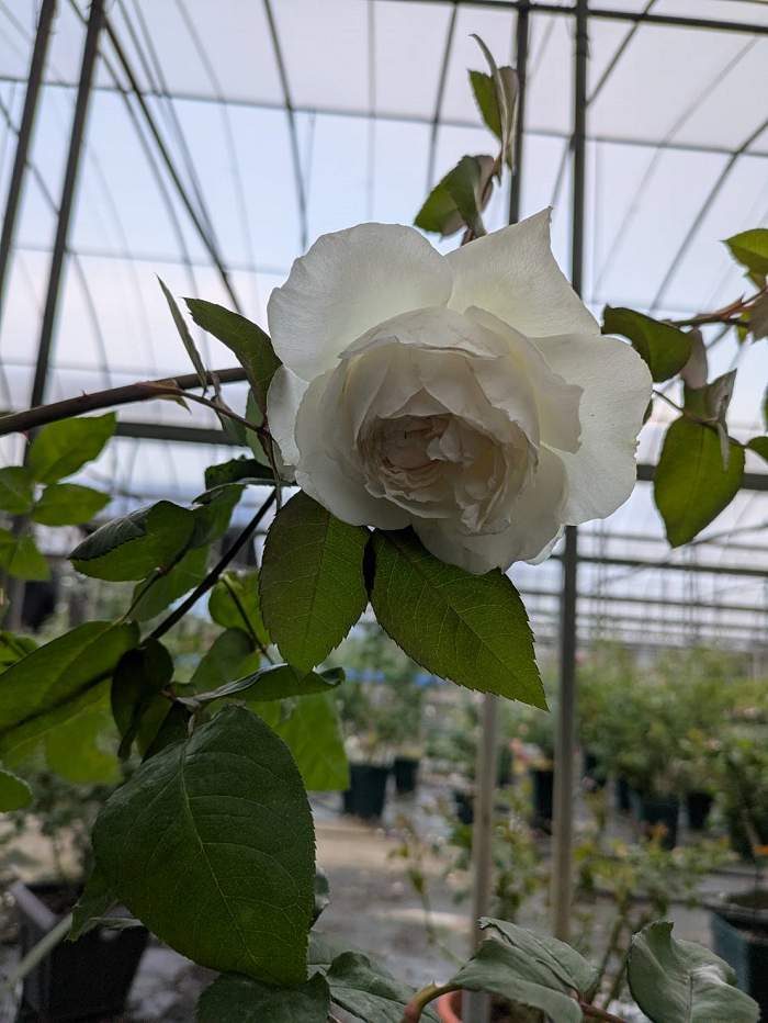 美雪公主 白色多頭花