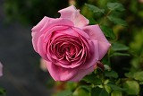 龐帕度夫人 杏粉色重瓣花
