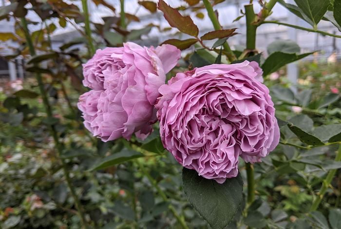 空濛 紫藍色杯狀花