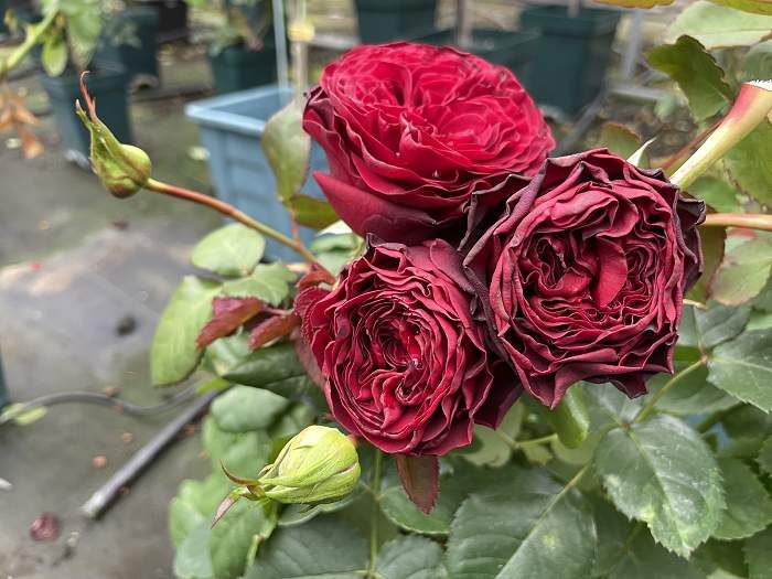 快閃 紅色多頭花