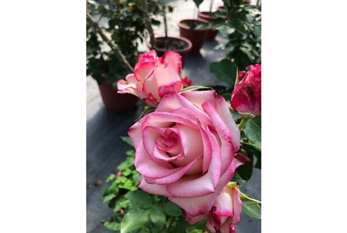 誘惑 粉色劍瓣高心重瓣花