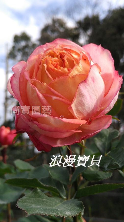浪漫寶貝 複色杯狀重瓣多頭花