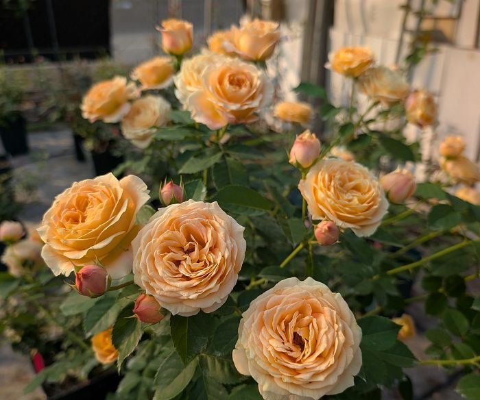 甜蜜生活 複色杯狀花